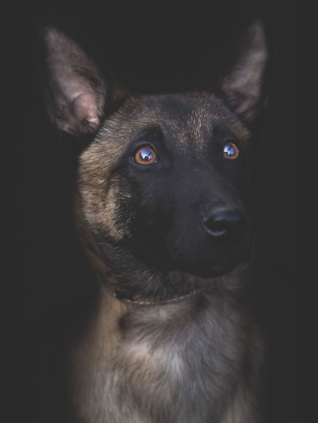 Собачьи портреты, сделанные румынским фотографом Драгосом Биртою, не уступают любым человечьим в раскрытии характера и передаче глубоких эмоций.