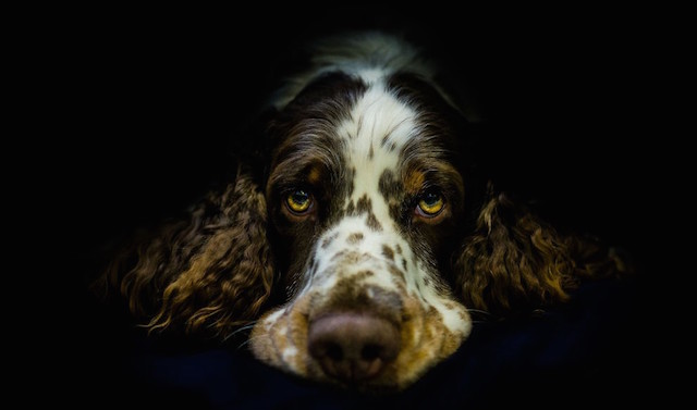 Собачьи портреты, сделанные румынским фотографом Драгосом Биртою, не уступают любым человечьим в раскрытии характера и передаче глубоких эмоций.