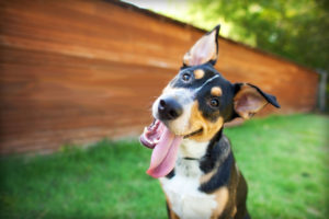 Умный нос - Умный пёс. Развивающие игрушки для собак