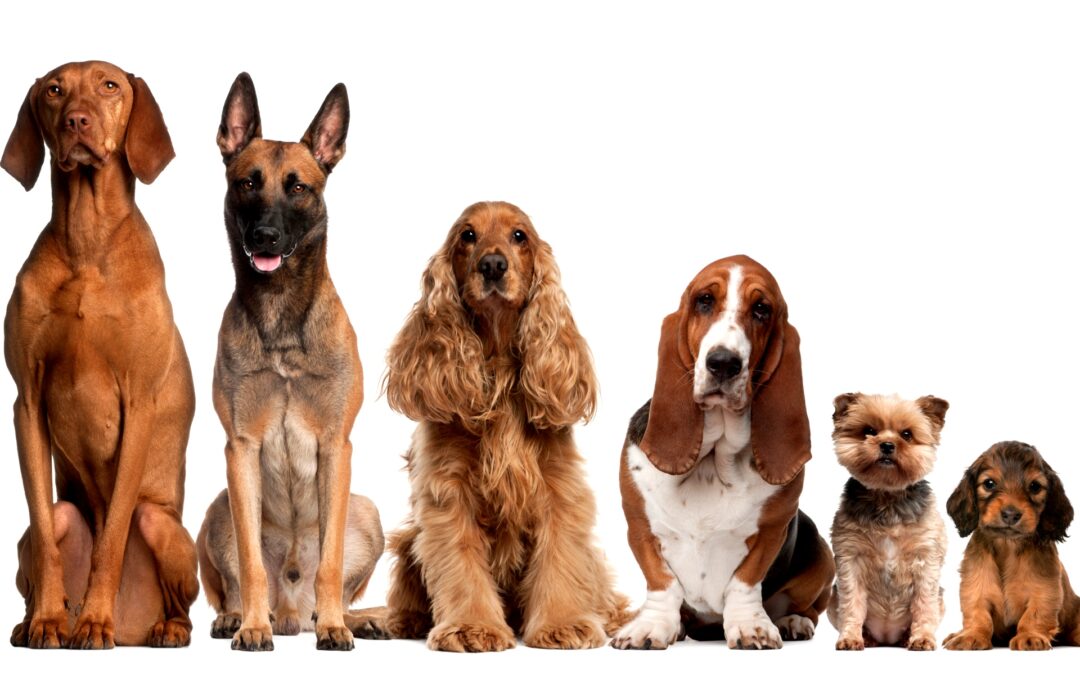 Размеры собак и нюхательных ковриков