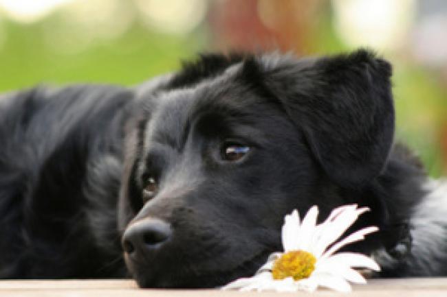 12 способов избавить собаку от скуки