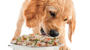 10 случайных фактов о собаках и еде